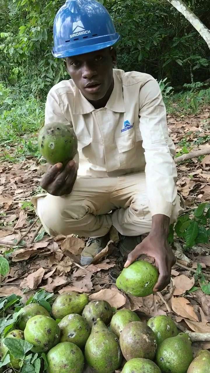 非洲牛油果不用买,到处都是!