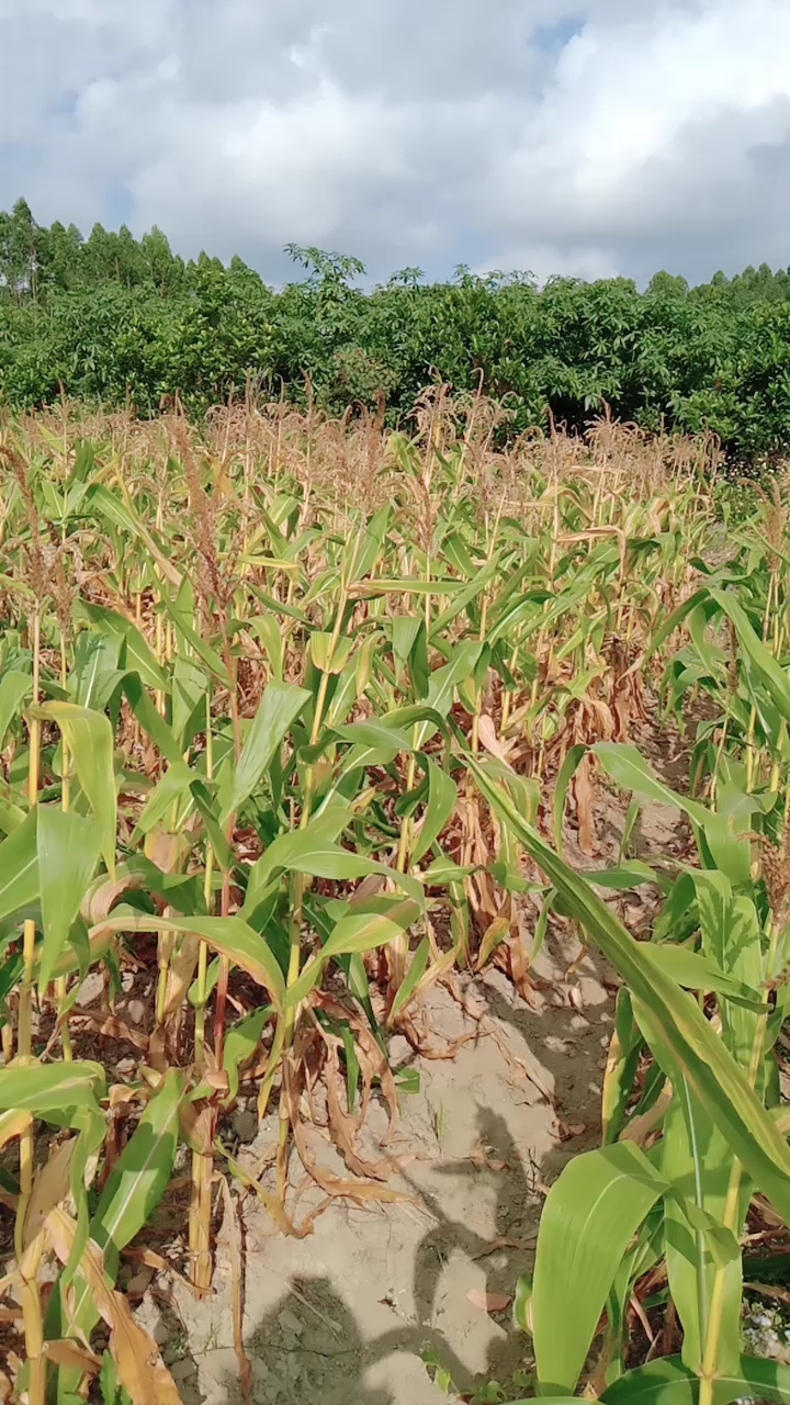 现摘的玉米 现砍的甘蔗 带回城咯