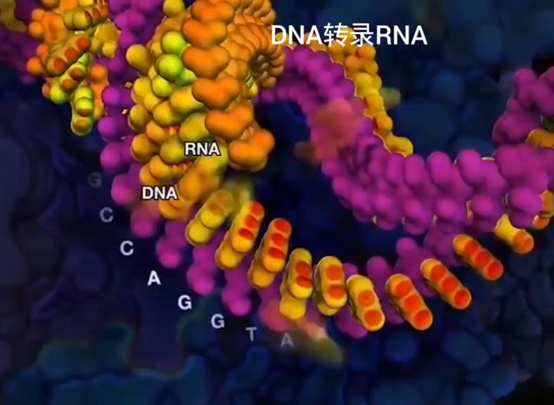 我的微观世界#微观世界,dna转录rna,生命的精密仪器