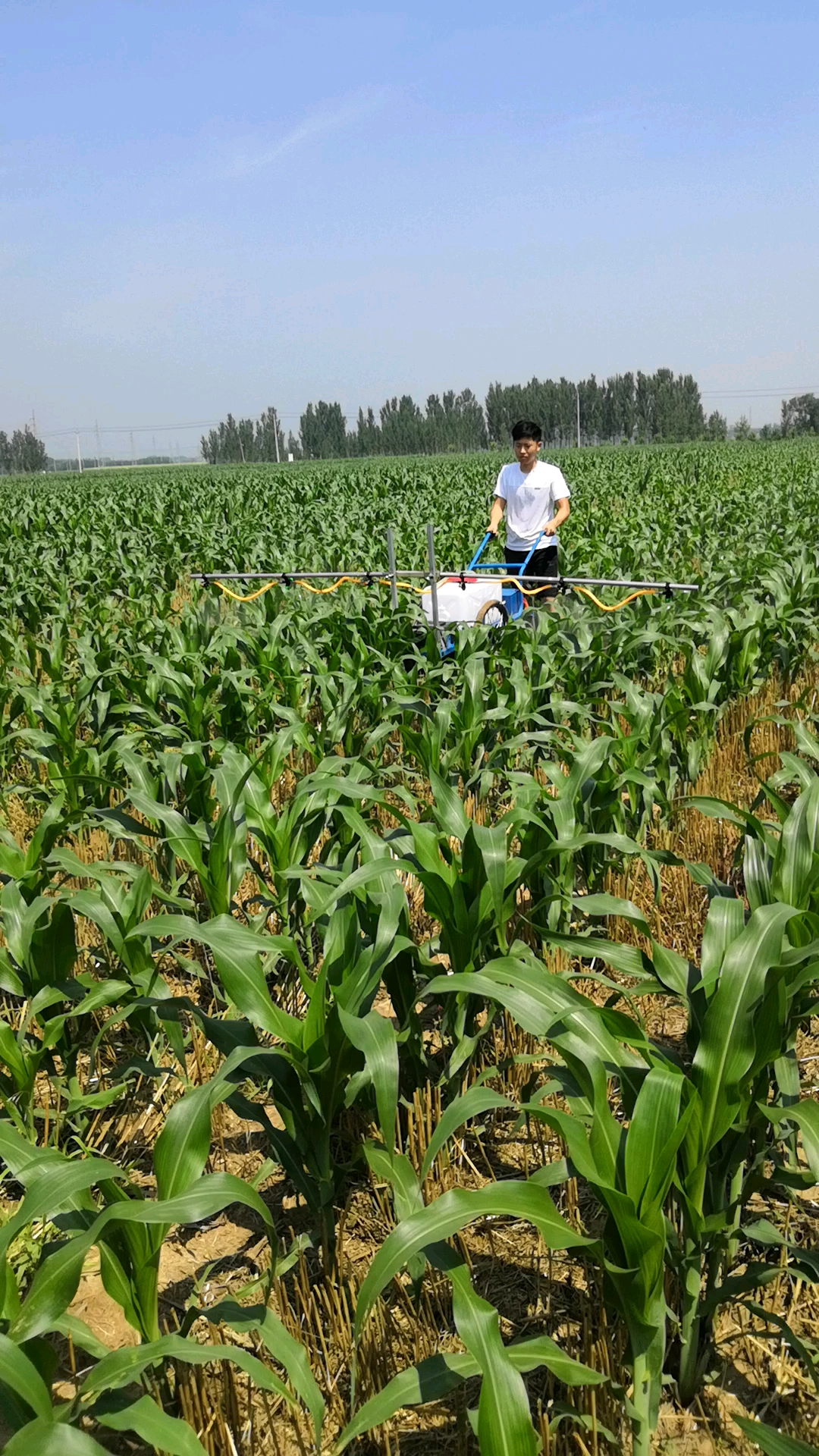 史上最热夏天#电动自走式玉米打药机一次性作业50亩地.