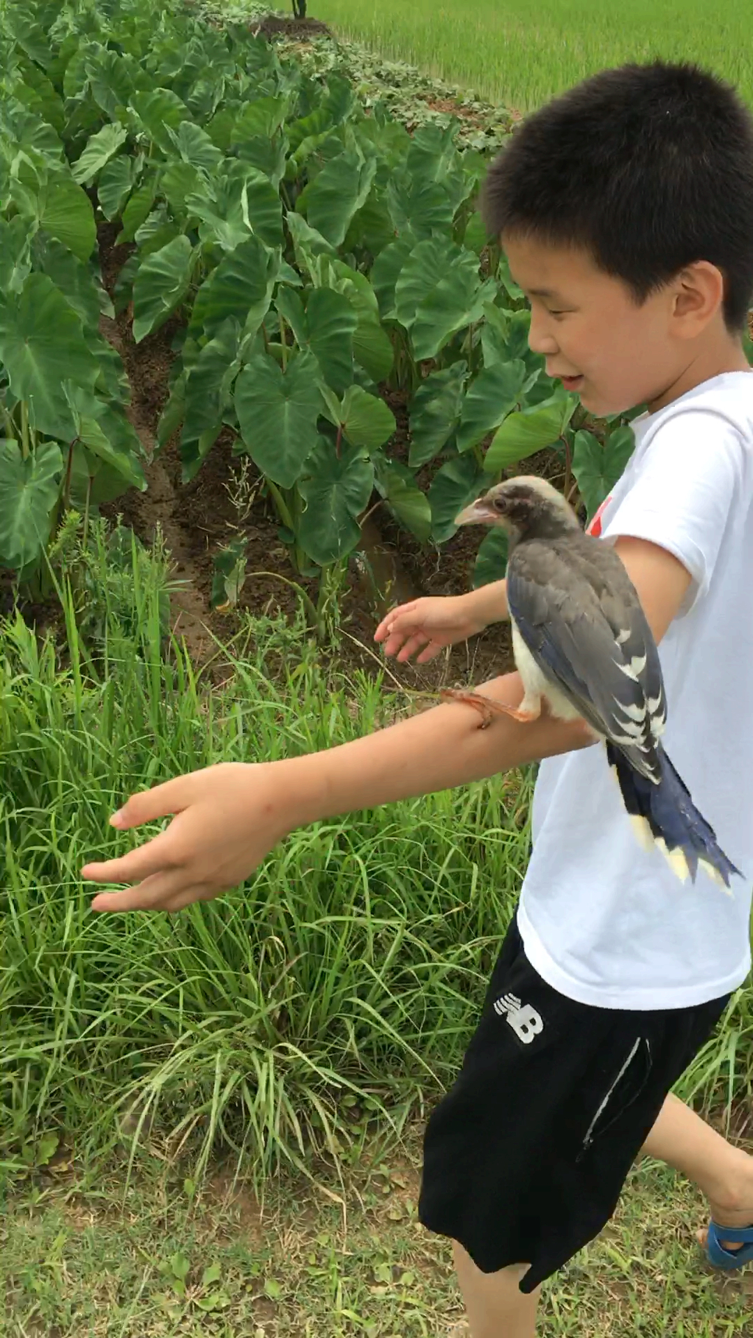年纪最小的训鸟大师!溜鸟
