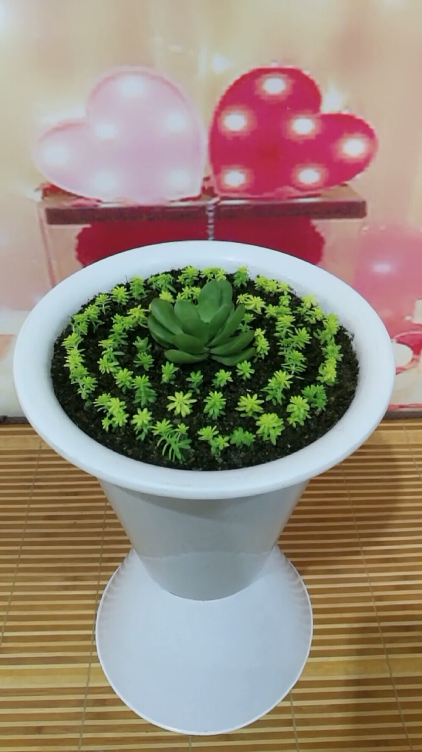 音为有你#扦插的黄金万年草!