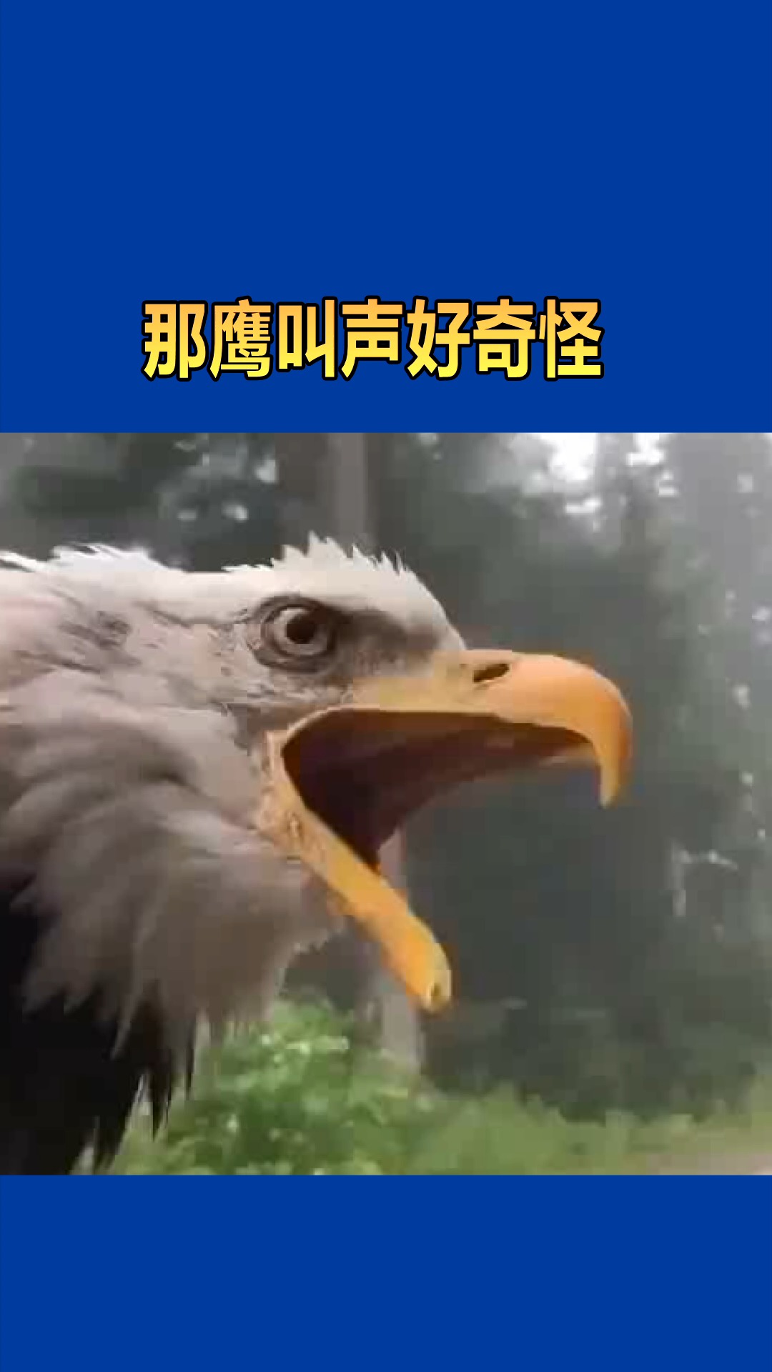 老鹰捕食声音图片