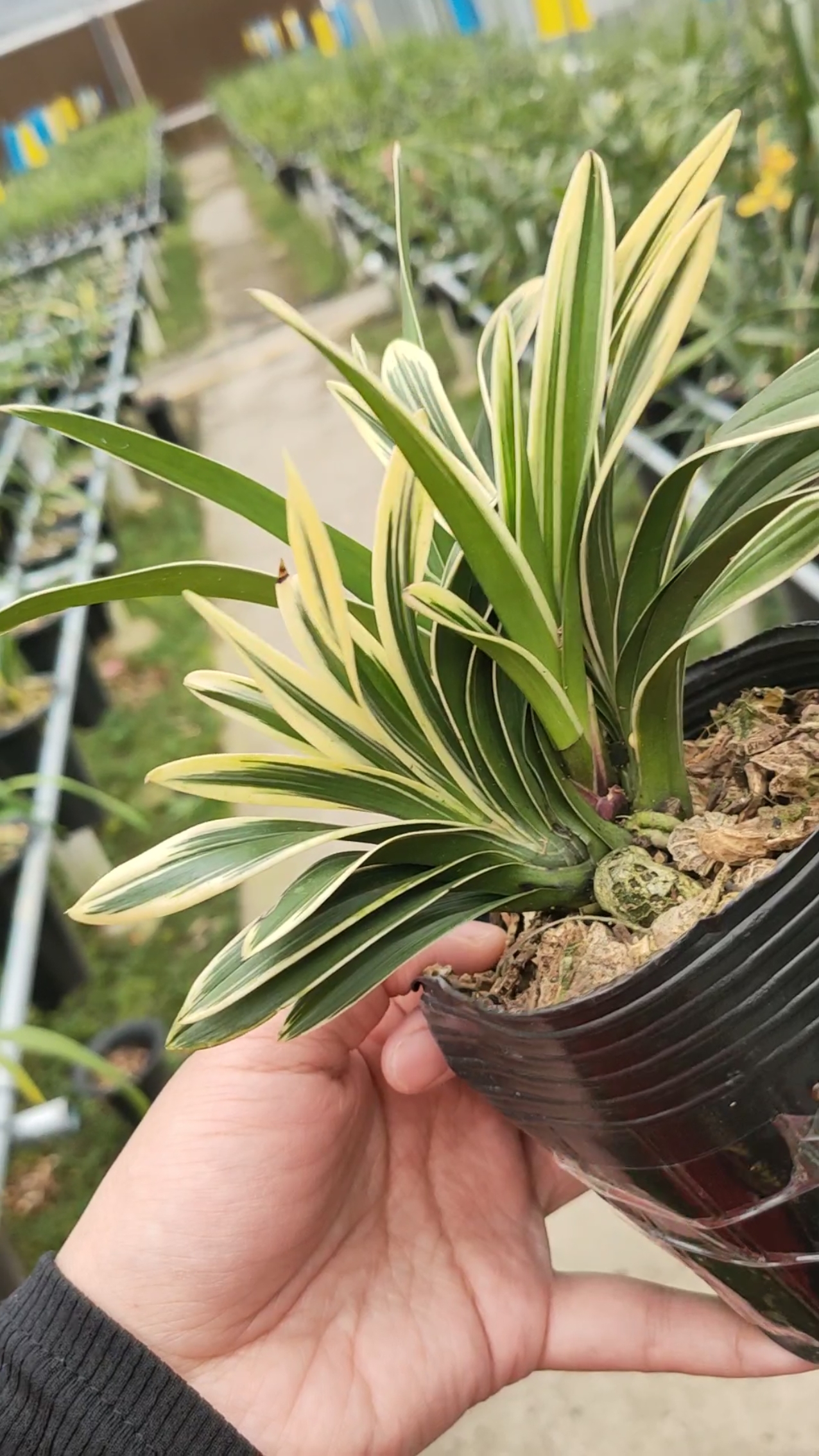 中国龙墨兰色花红花叶子还有边艺靓丽美观养眼-度小视