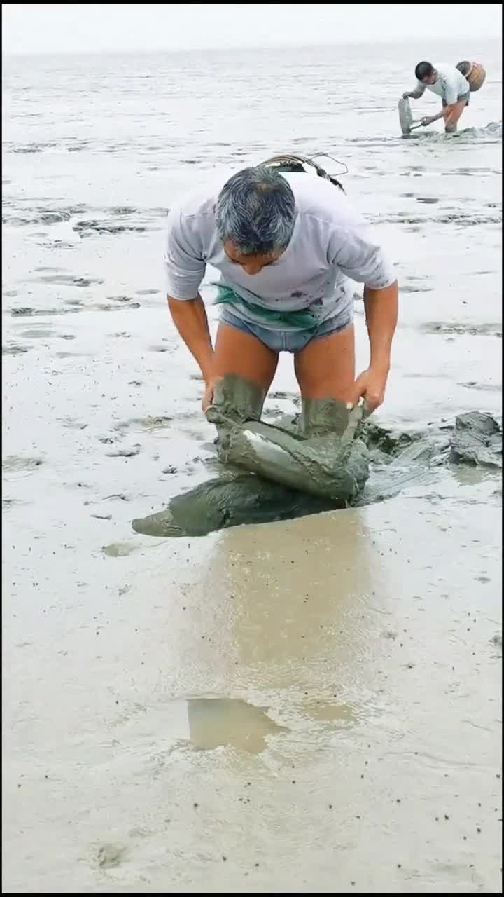 抓跳跳鱼,赶海人必须手疾眼快