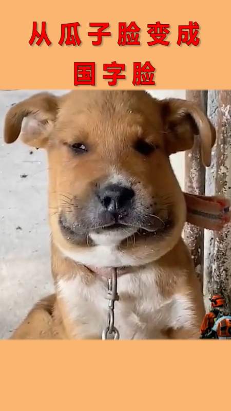 搞笑视频#从瓜子脸变成国字脸,你是认真的吗?把我笑喷了!