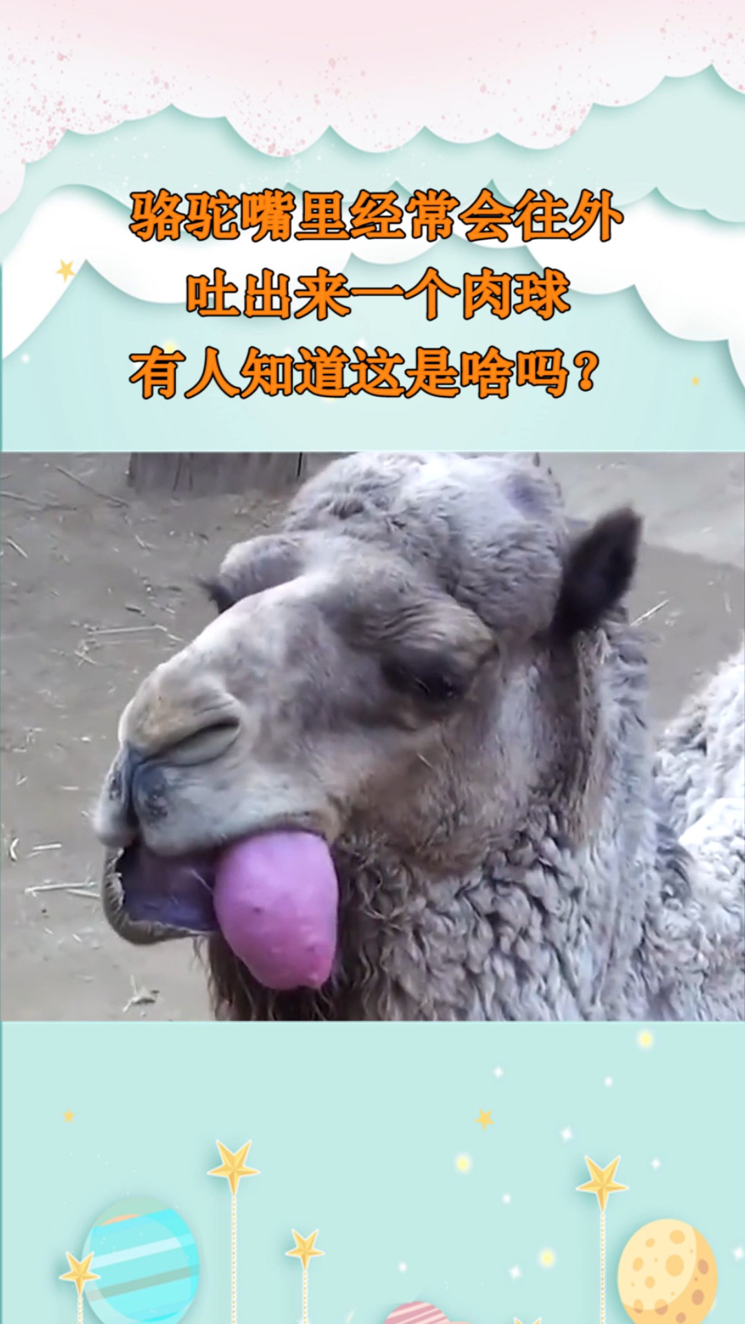 骆驼嘴里经常会往外,吐出来一个肉球,有人知道这是啥吗?