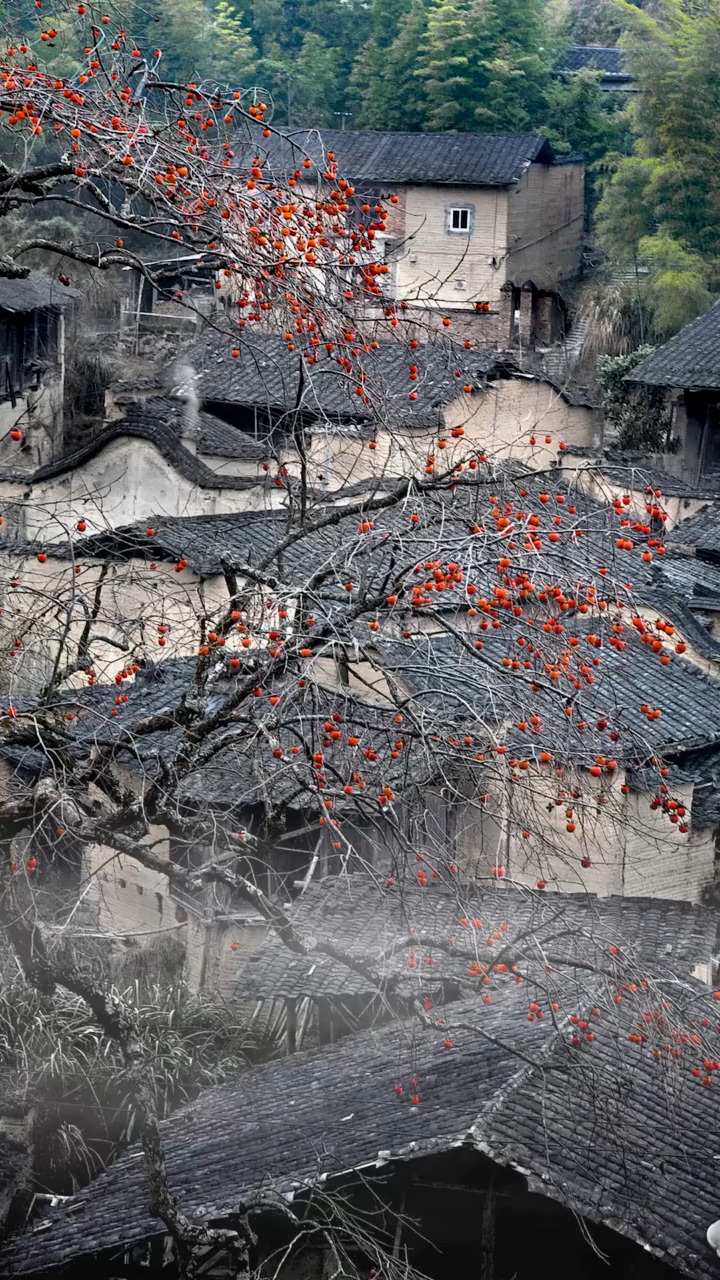 几户斑驳的老房子旁,一颗柿子树结满柿子无人采摘