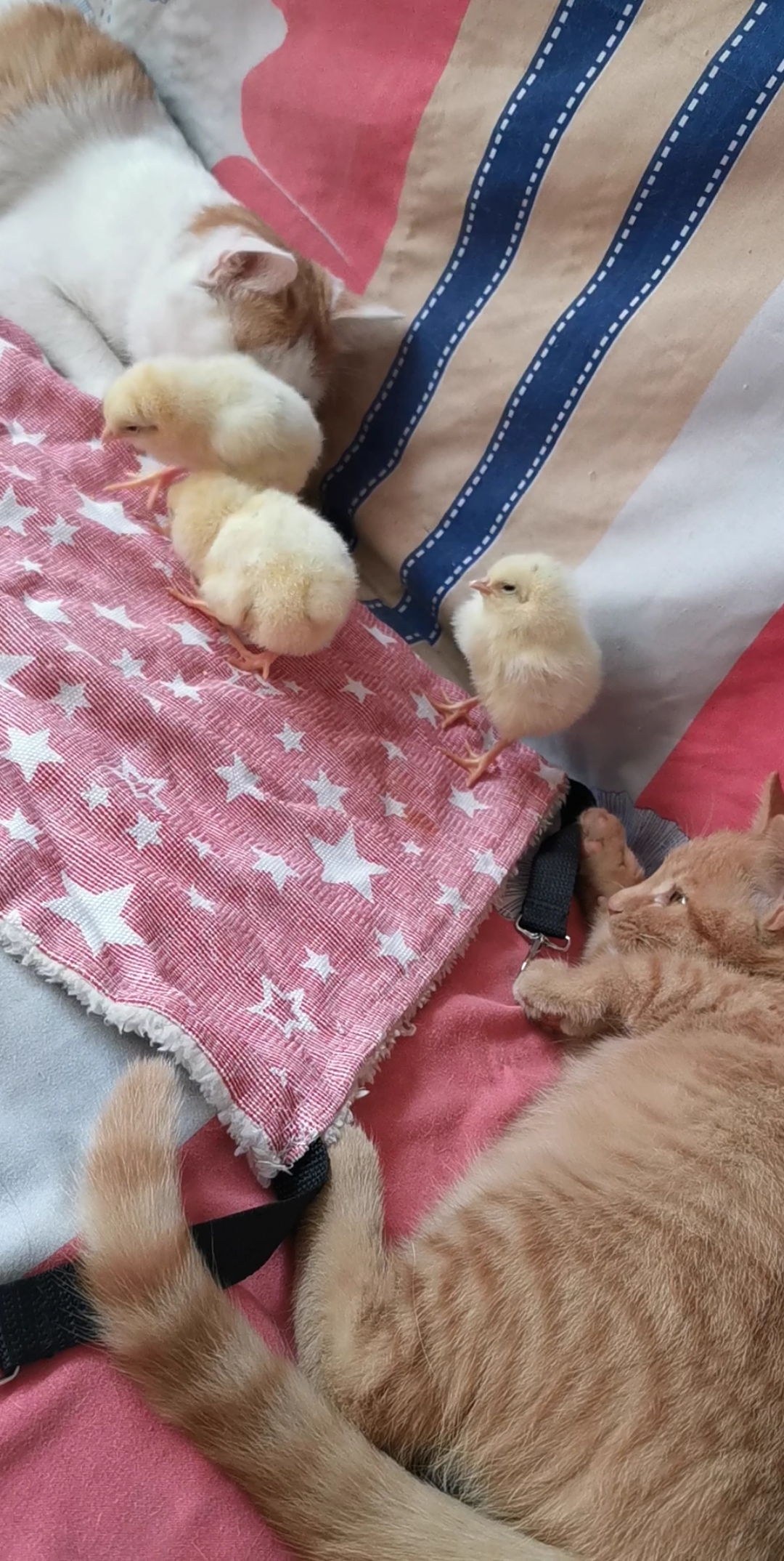 回家路上#小鸡宝宝小时候太调皮了,这还追着小伙伴们的jiojio啄呢