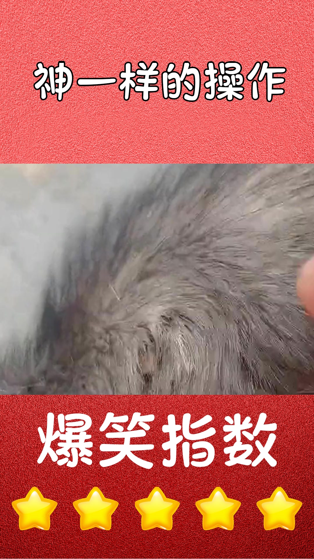 狗身上吸血虫用手拔了图片