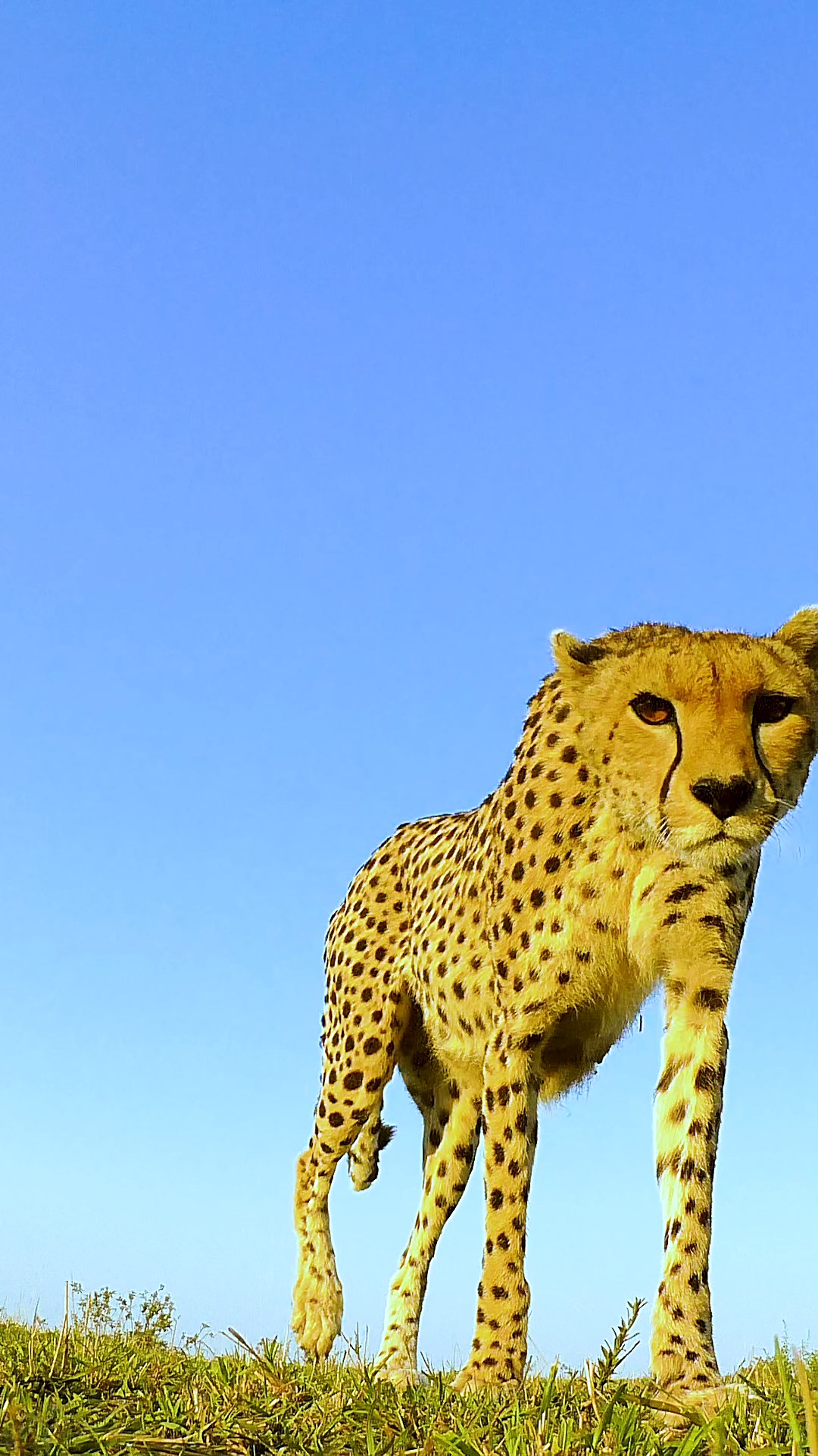 动物世界#什么叫坚强