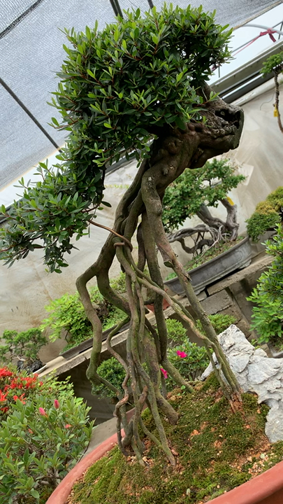 高提根的雀梅盆景迎客造型非常美观