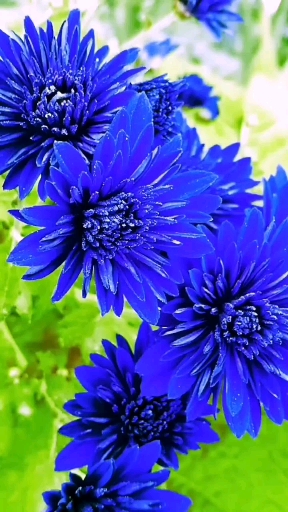 深蓝色的菊花图片