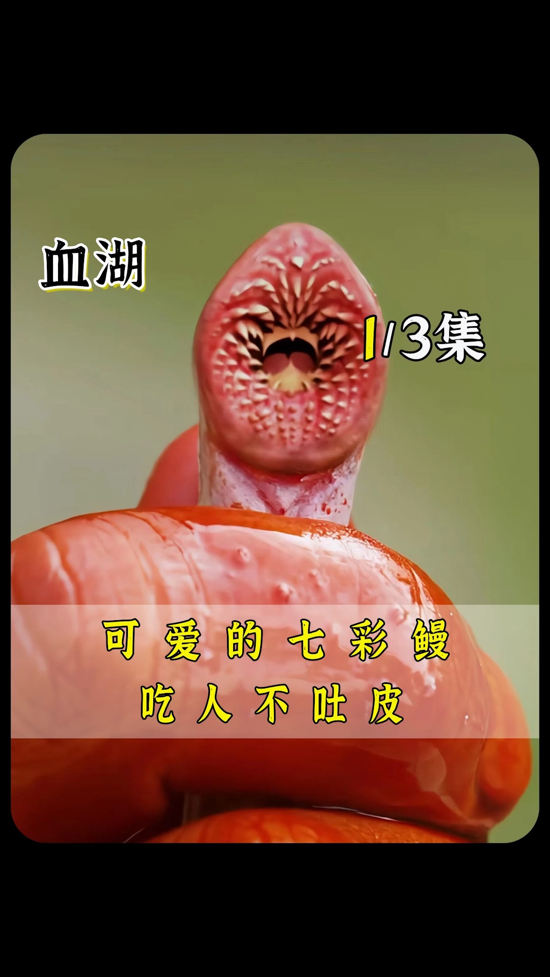 七鳃鳗血湖中文图片