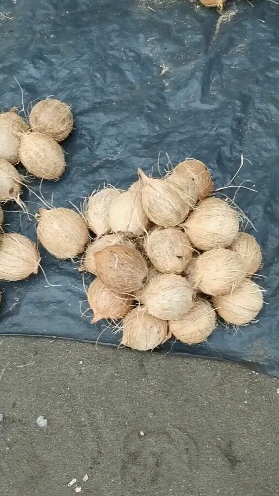 非洲的椰子原来是这样的我买了几个感觉挺好吃的!