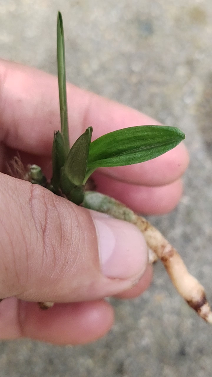 兰花#蛤蟆皮矮种