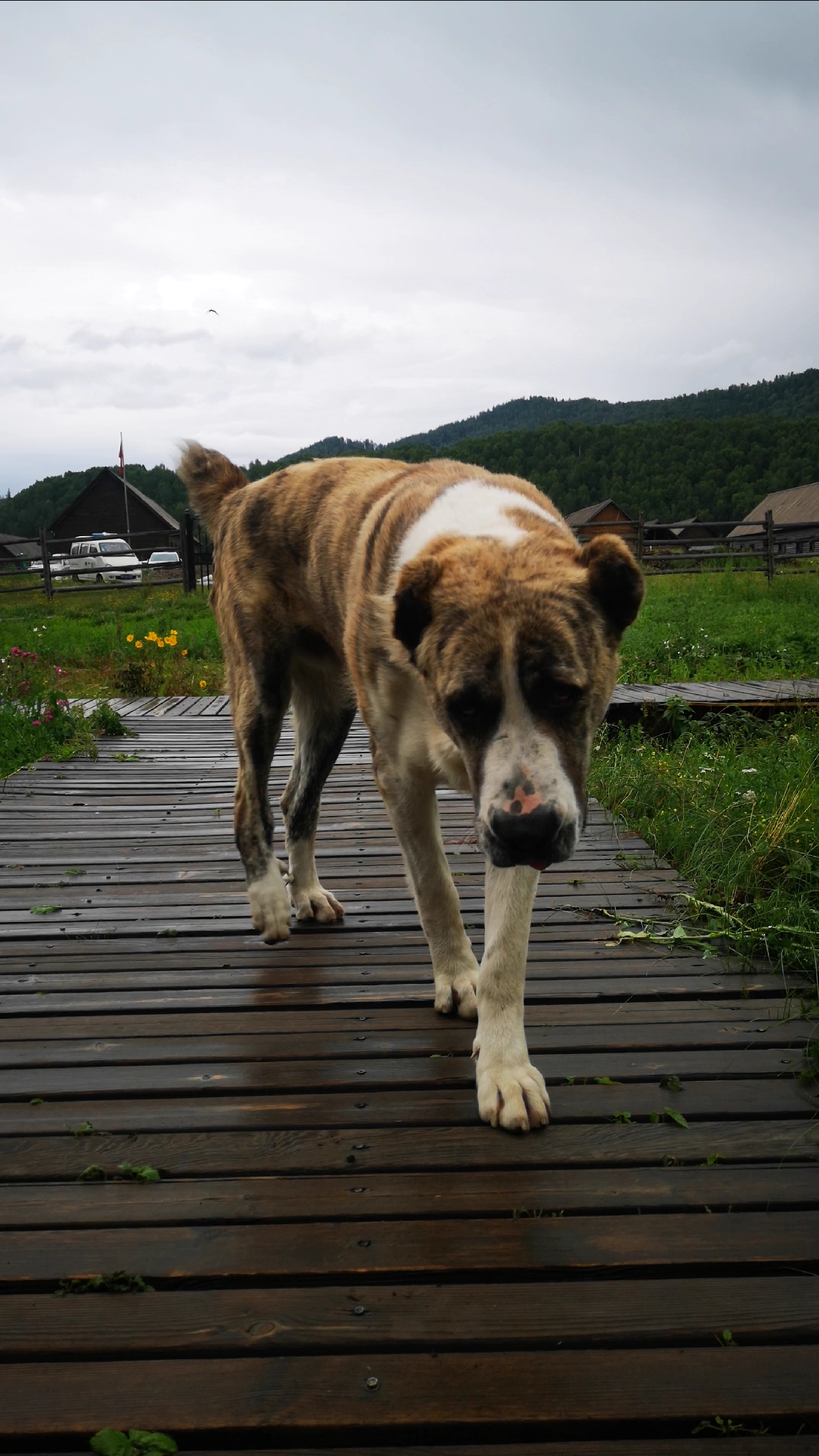 这是一头熊,一睡睡一天,只有晚上才出动.
