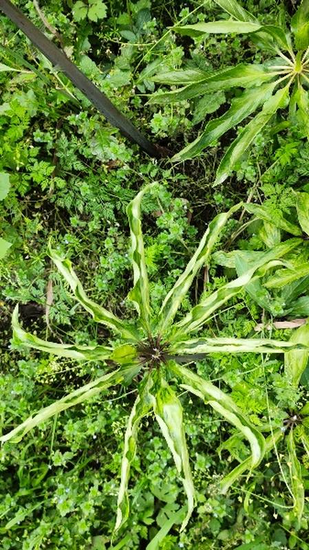 重楼,名贵中药材,块状茎,茎切成片泡药酒,消毒效果奇佳-度小视