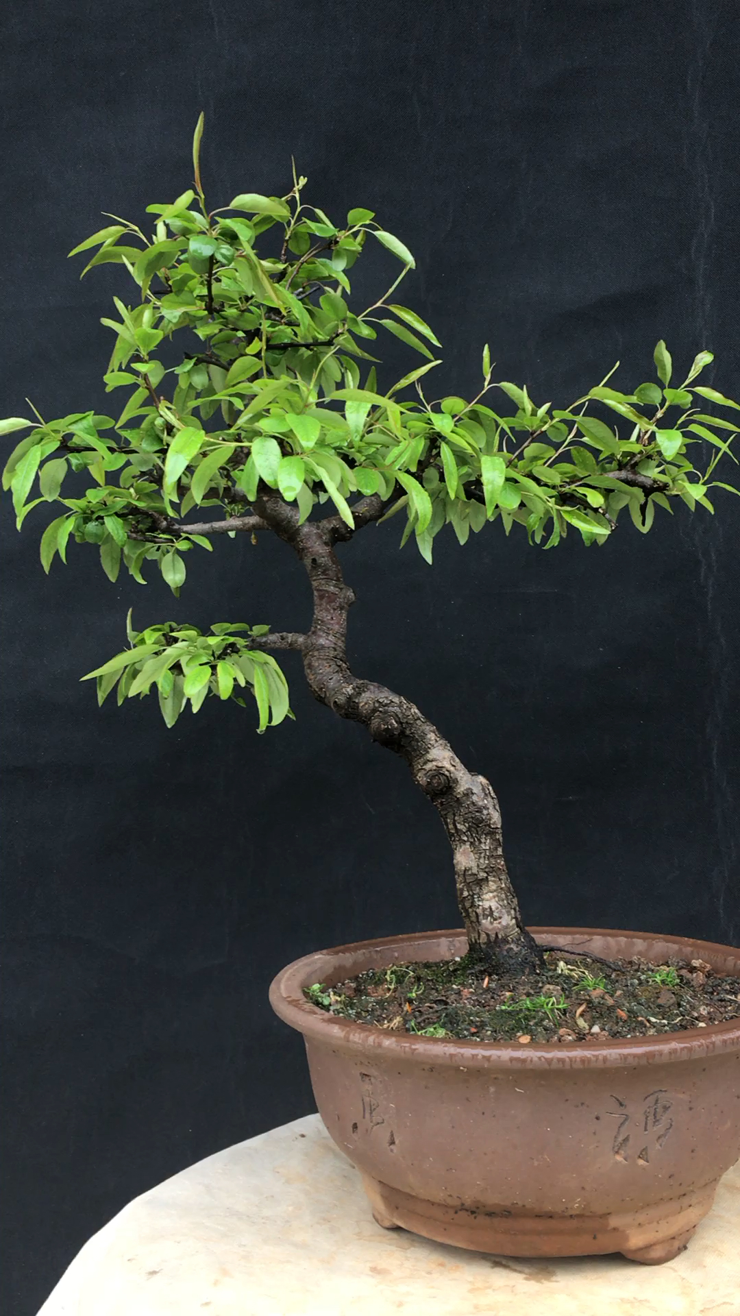 一树梨花压海棠—棠梨