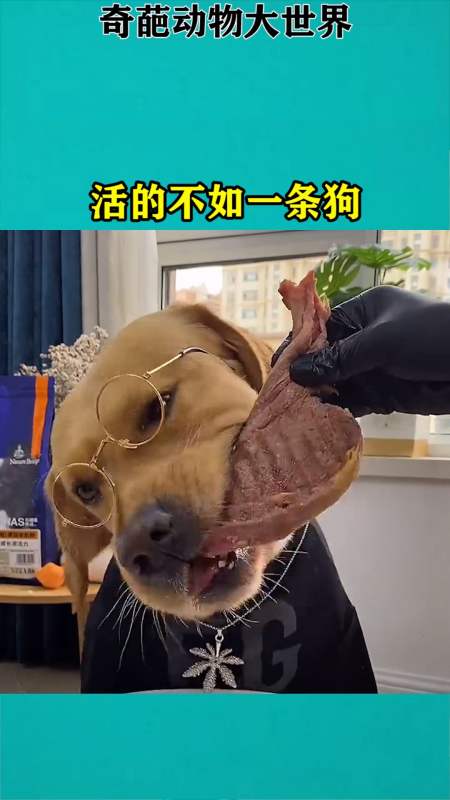 我要上热门#活的不如一条狗