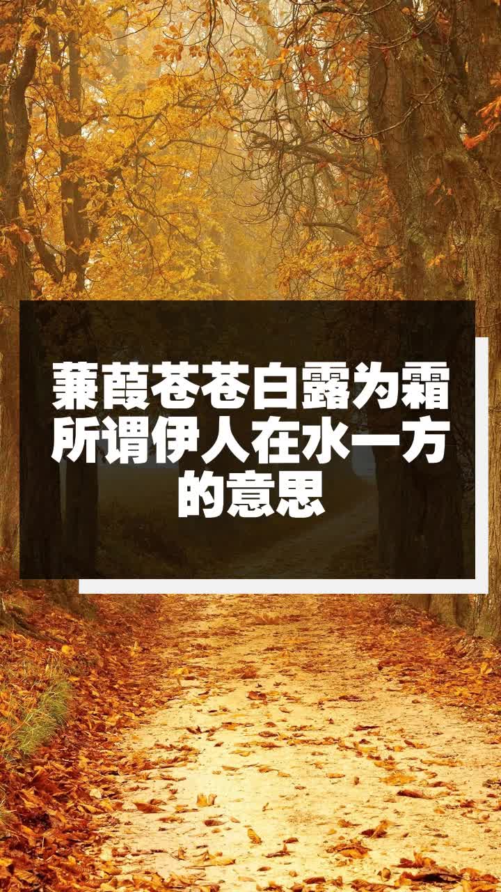 蒹葭苍苍白露为霜所谓伊人在水一方的意思