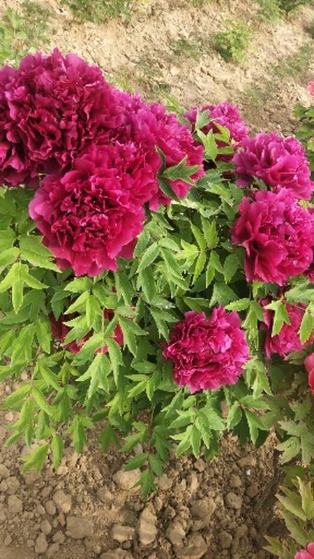 国画牡丹花开#牡丹精品之紫绒剪彩-度小视