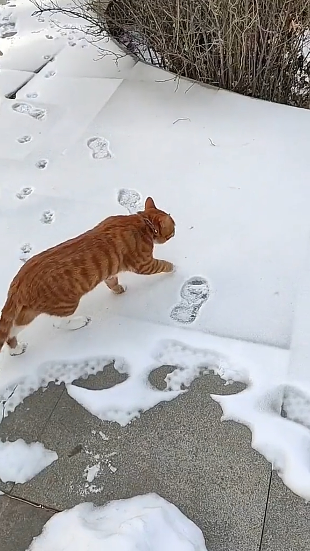 猫:冻脚啊,踩前两个脚印后脚就不凉了只冻前两只脚