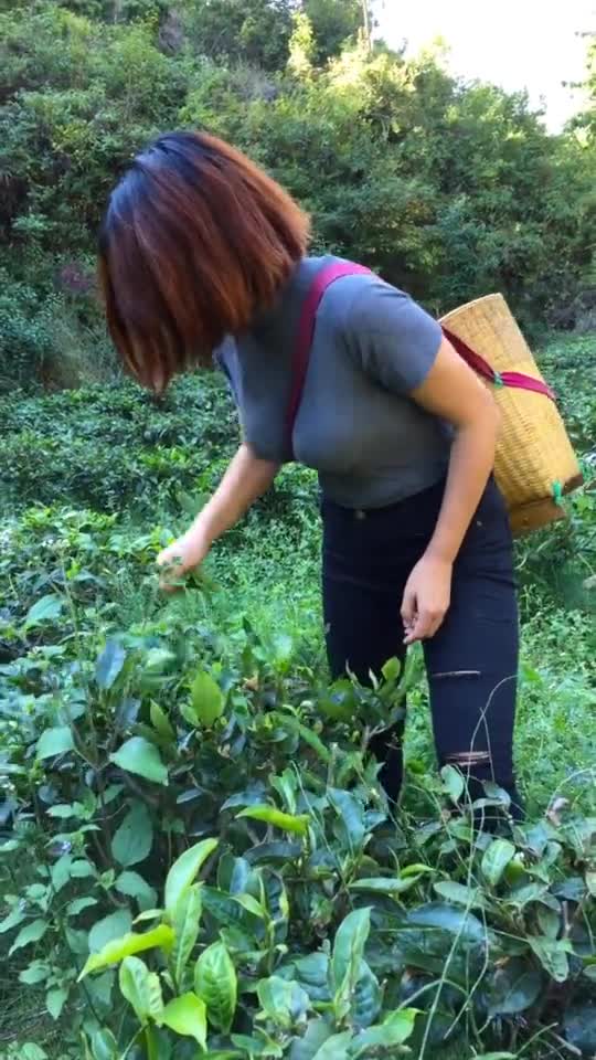 采茶叶的小姑娘热爱劳动娶回家有福气