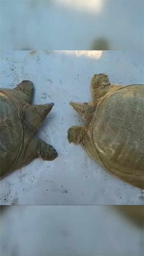 搞笑段子#老哥刚捞到两只大甲鱼,一不小心这两个就干起来了好凶悍啊