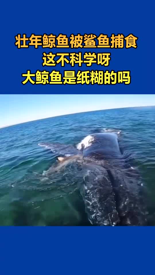 壮年鲸鱼被鲨鱼捕食它怎么做到的呢
