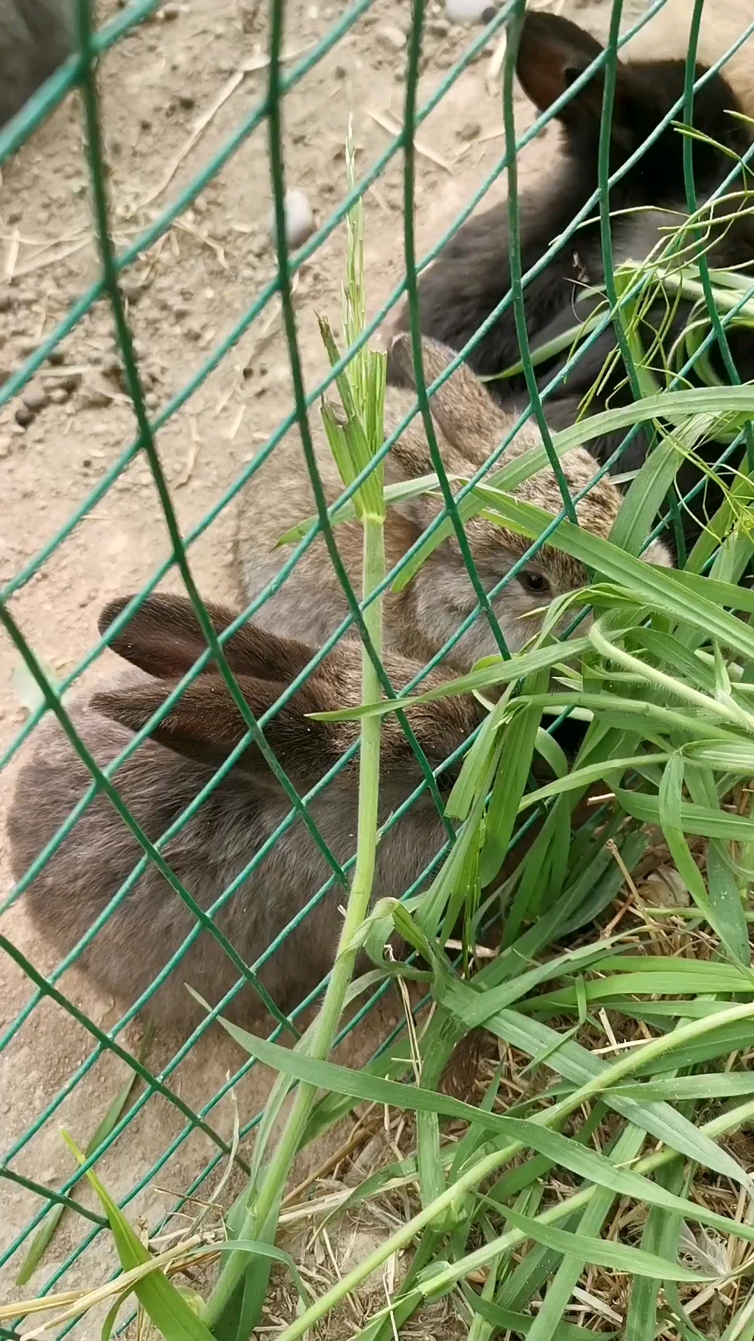 小兔子吃草!