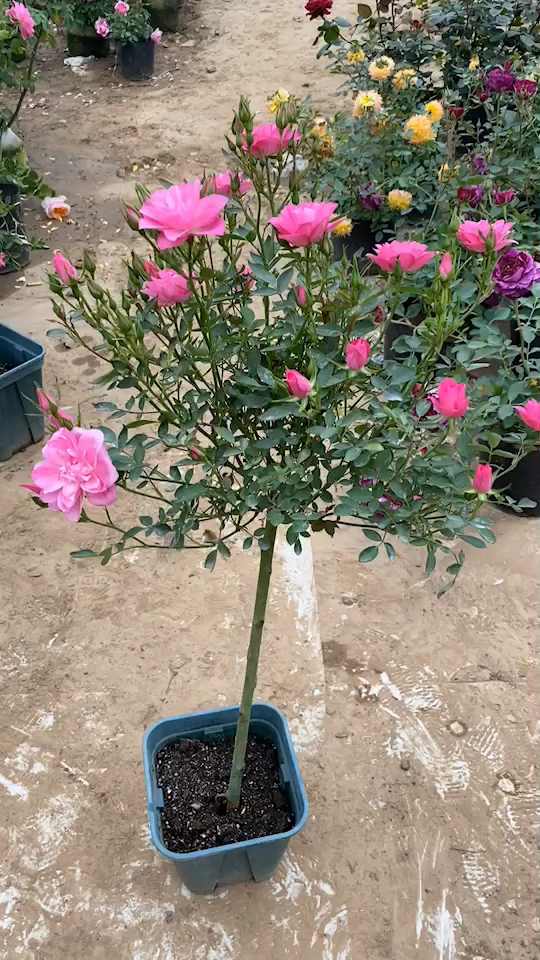 天荷繁星棒棒糖