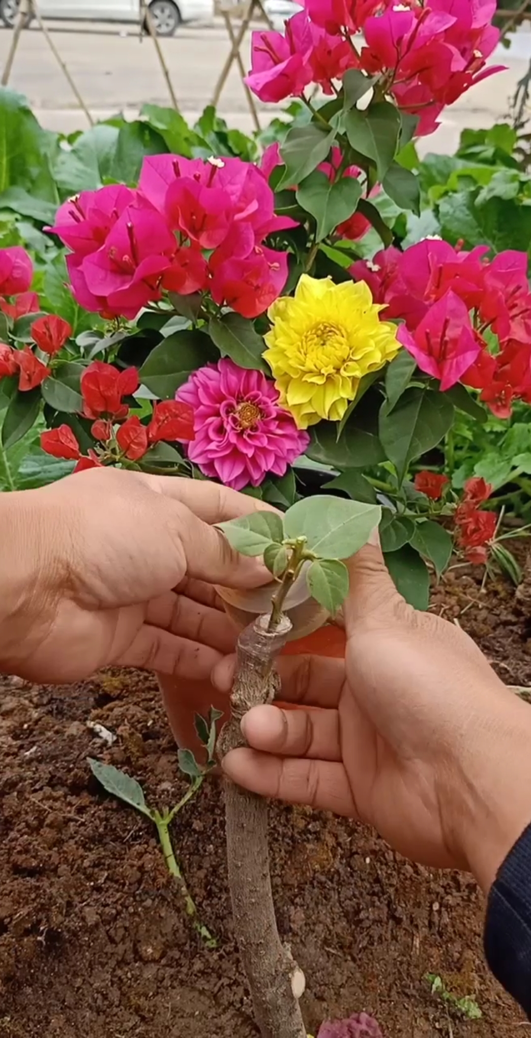 最潮劳动者#嫁接复色三角梅技术,学会你留发财了