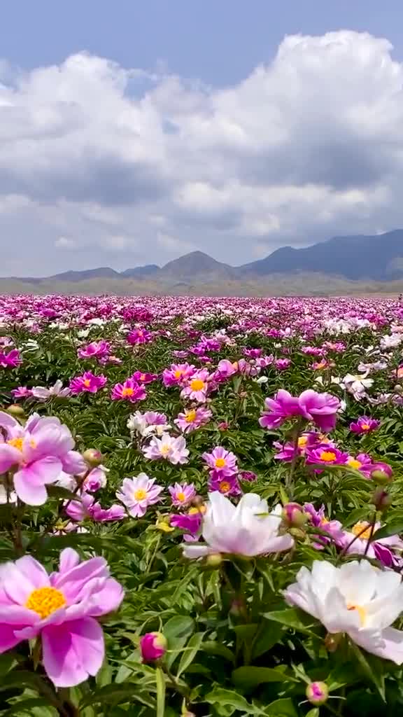伊犁天山花海的芍药花,我正在直播花海现场,太美了小助手