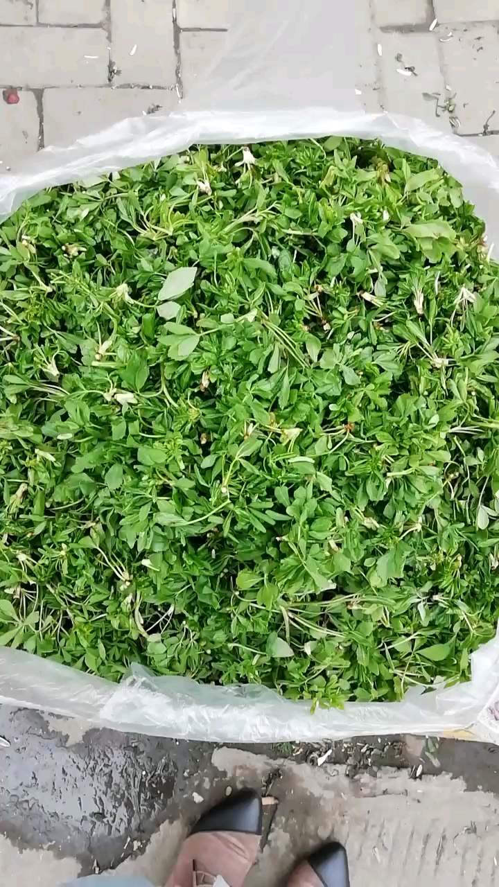 五爪菜