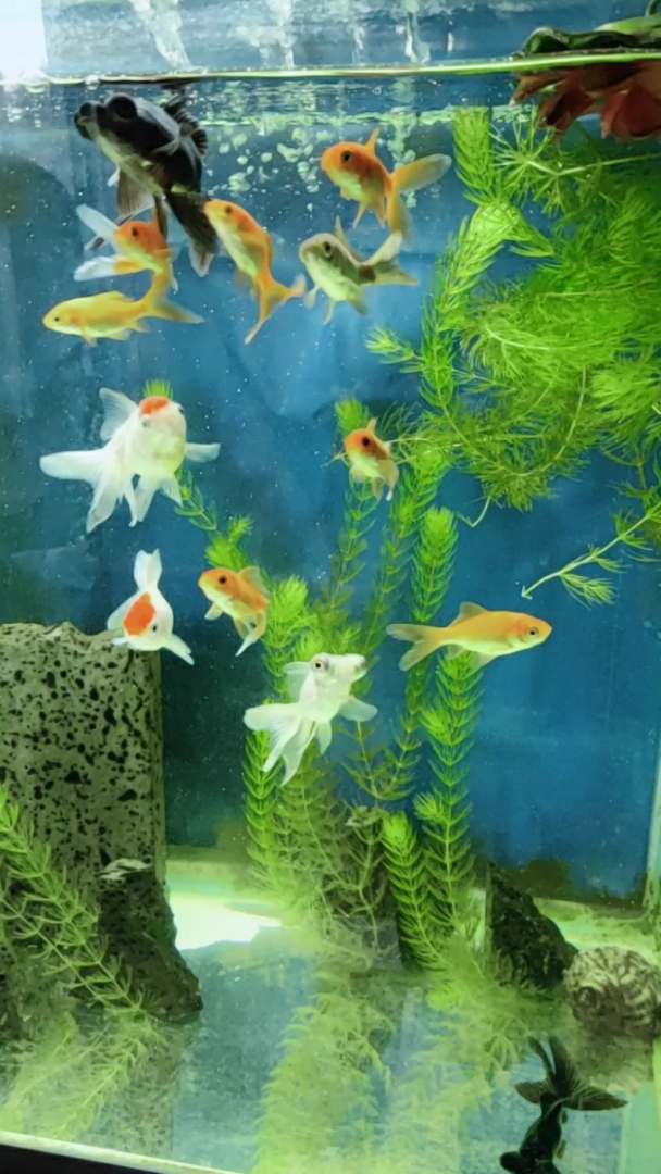 招财鱼,给别人带来好运.