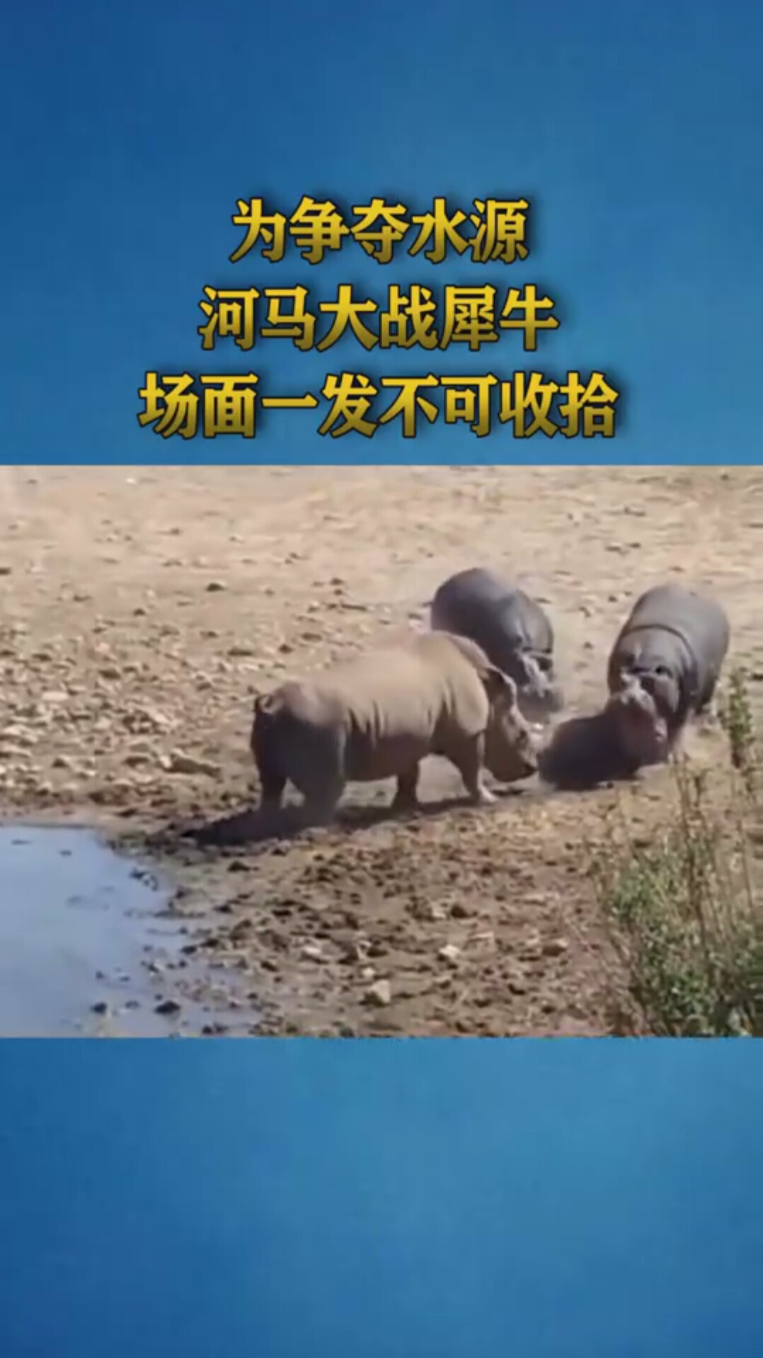 为争夺水源河马大战犀牛场面一发不可收拾