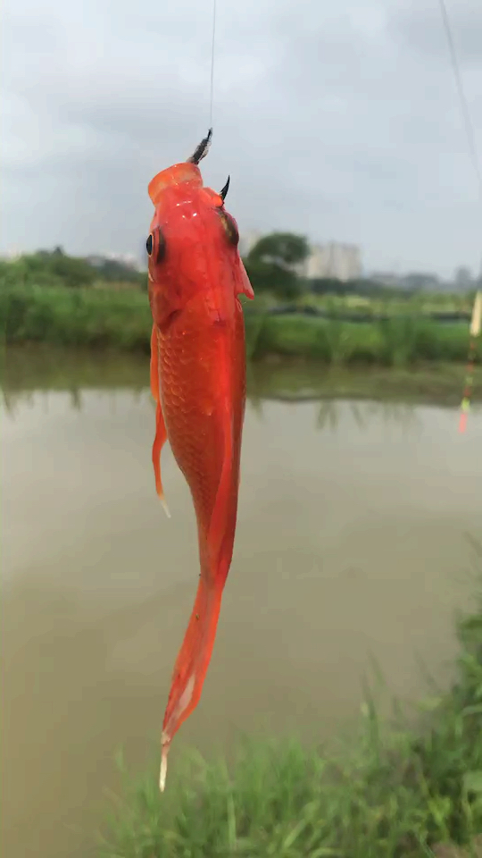 心中有曲自然嗨#第一次钓个红金鱼