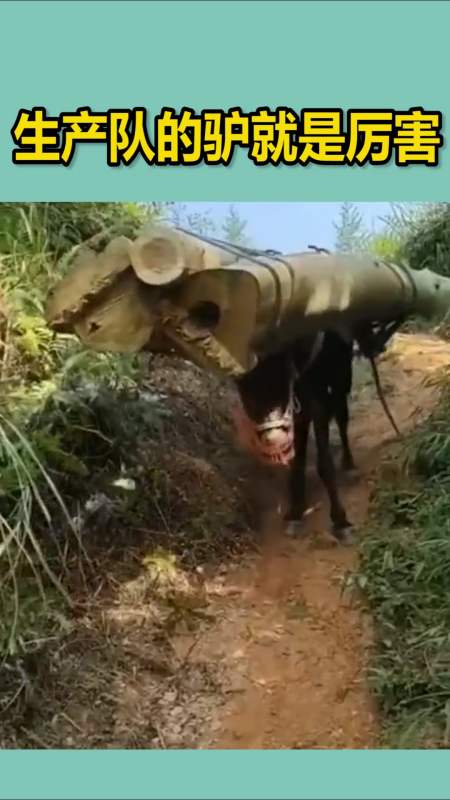 生產隊的驢就是厲害,又能幹活又能幹架