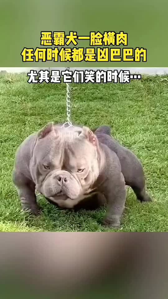你肯定想不到恶霸犬笑起来有多狰狞