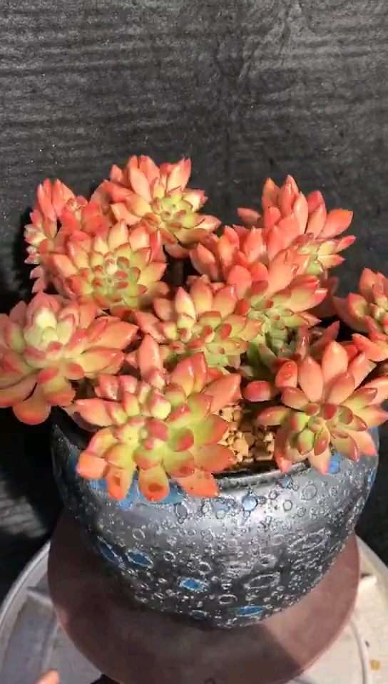 我怎么这么好看#恰如你的唇色,再红就有点妖艳了红唇木质化超老桩