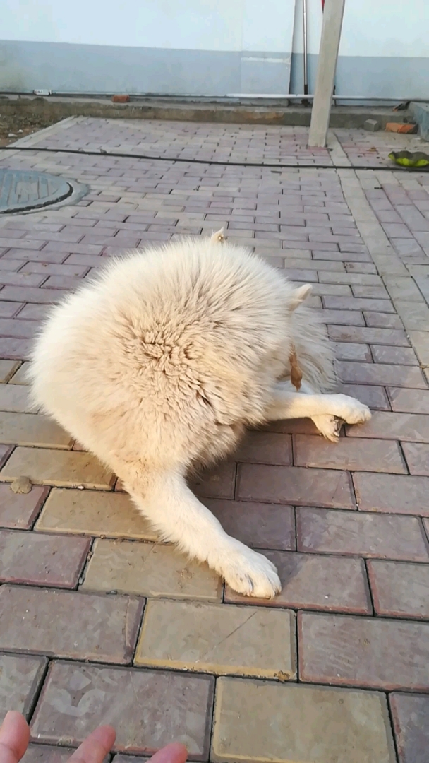 神宠来袭#小白,你在干嘛呢?  工作地方的一只流浪狗～一点都不怕人