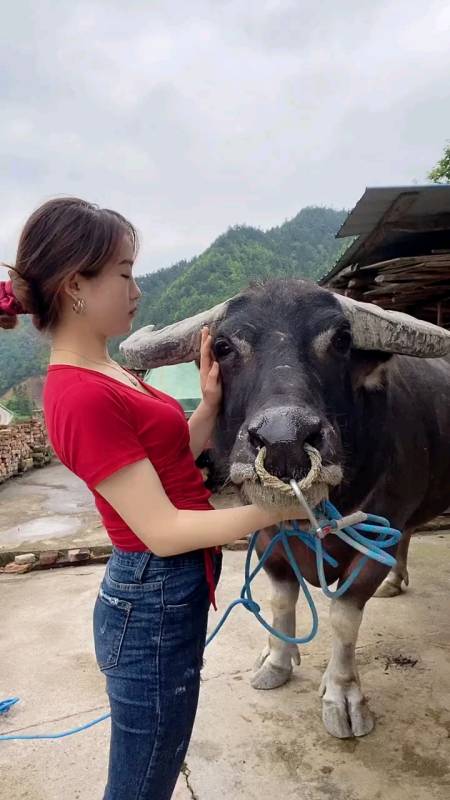 现在我都快28了,还不见你来把我讨回家放牛妹山上的空气就是好