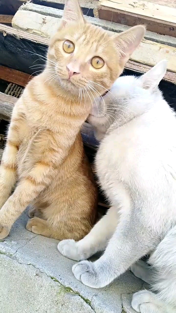 佛系生活#白猫一个劲儿闻黄猫没完啦,昨天洗完澡今天又脏啦