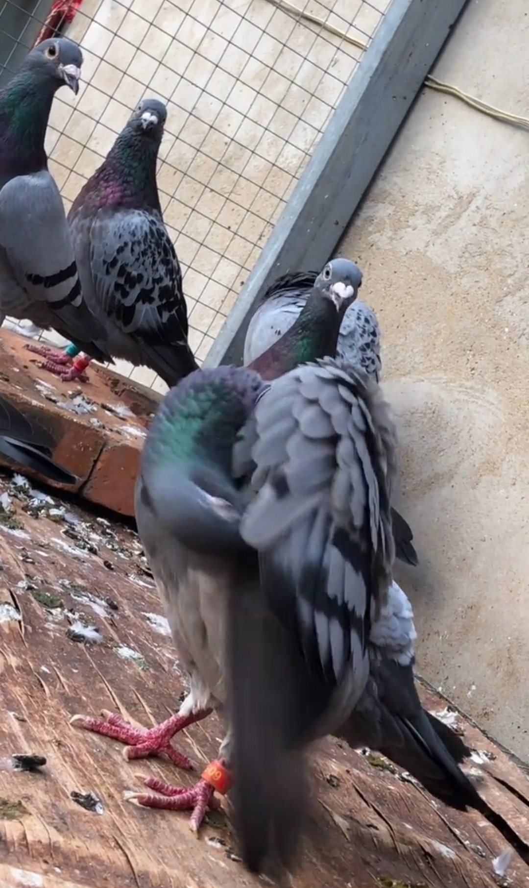 换毛期的鸽子竟然这样做?怪不得换毛那么快