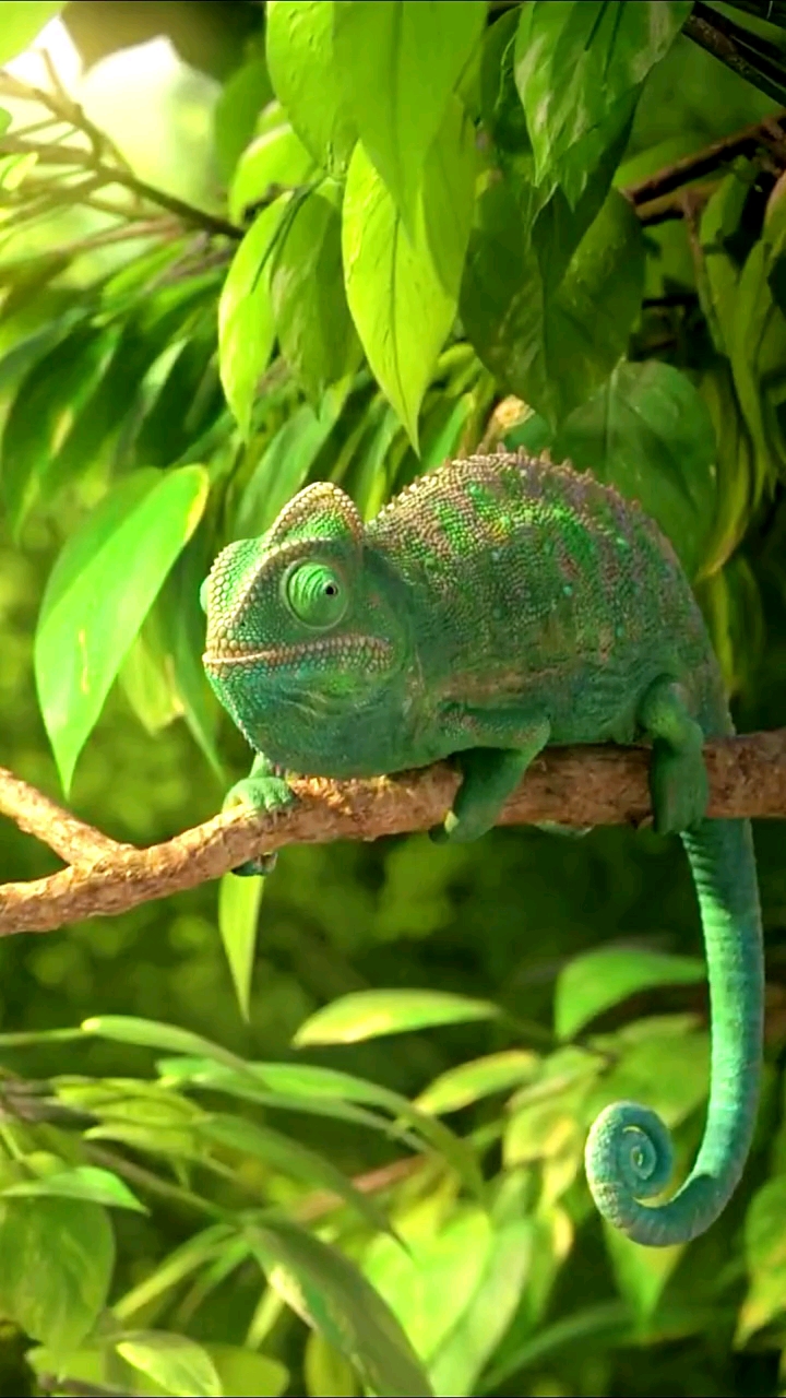 好可爱的变色龙