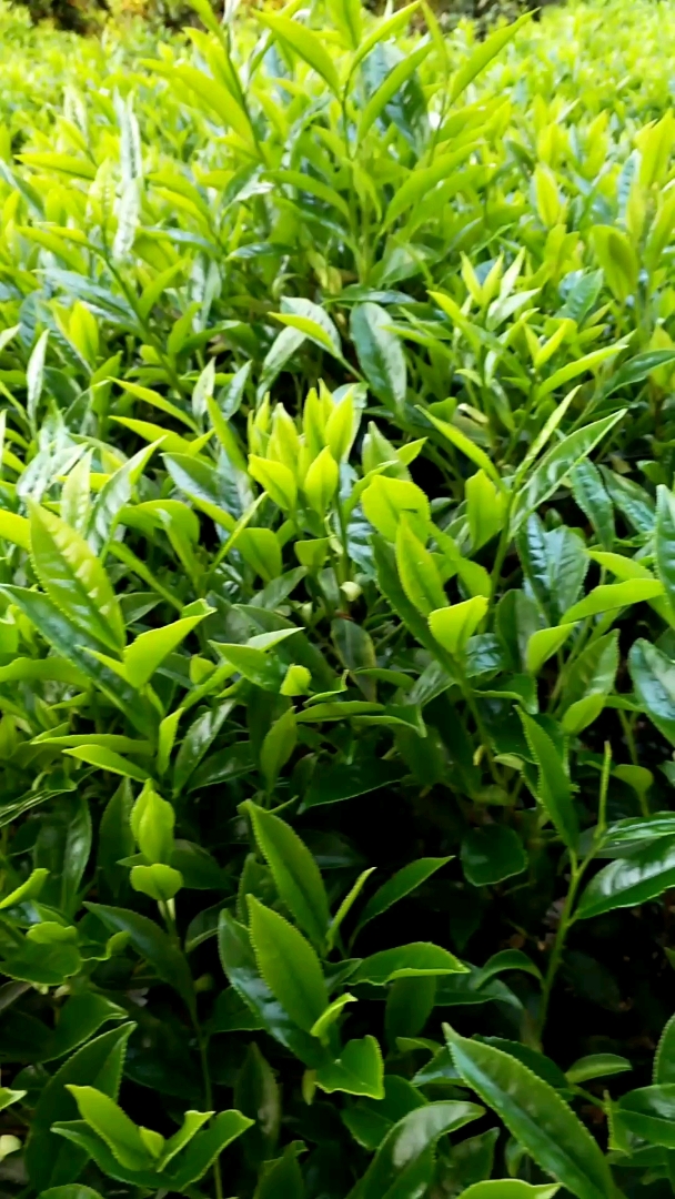 潮州白叶单丛名茶不认识的就看看