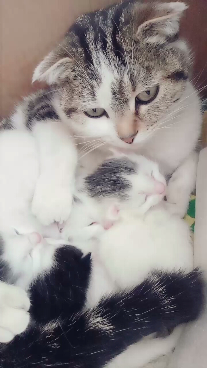 护仔的猫妈妈,小猫咪睁眼了.