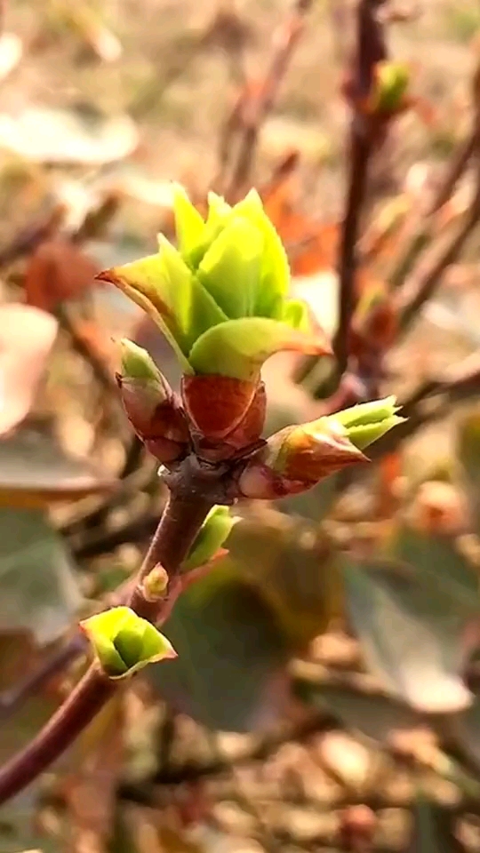 豆蔻倚窗探出头,嫩绿缀满春枝头!