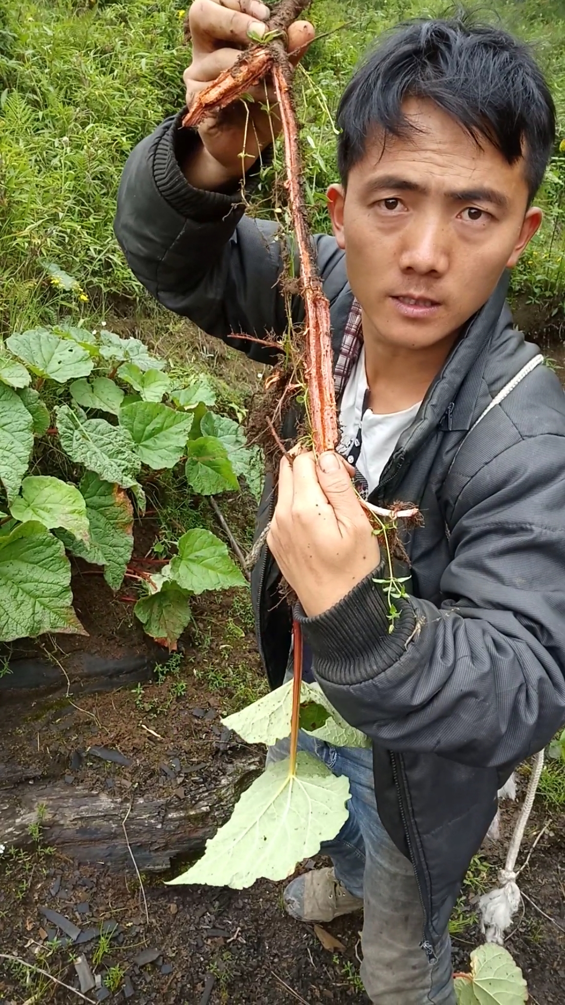 找到野生大黄,发财了